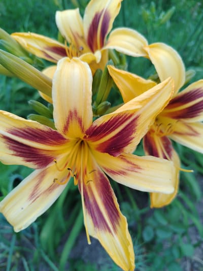 A close-up, vertical shot captures a cluster of yellow daylily blooms with deep maroon streaks down their petals. The flowers are set against a blurry green background of grass and foliage. The petals are slightly curved, revealing the yellow stamens and pistils in the center of the blooms. Several unopened flower buds in a bright green hue are visible on the left side of the frame, along with the stalks of the flowers. The overall lighting suggests daylight, with no specific indications of time of day or weather conditions. The scene is a natural outdoor setting, likely a garden or a field. There is no visible text in the image.