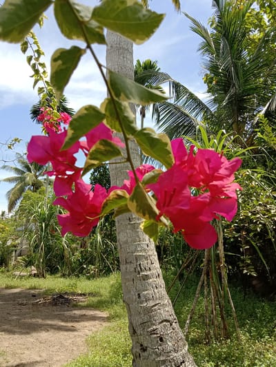 The image depicts a scene in Blangkarieng, Indonesia. A Bougainvillea plant with variegated leaves and bright pink flowers is prominently displayed in the foreground, intertwined with the trunk of a coconut palm tree. Behind the Bougainvillea, there are other coconut trees and lush green vegetation. A dirt road is visible in the lower left corner. The sky is blue with scattered clouds.