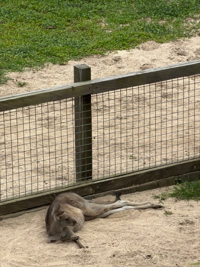 A kangaroo rests in a sandy enclosure, its legs extended. Adjacent to it is a wooden fence featuring a wire grid. The ground is light-colored sand, and green vegetation grows along the periphery of the enclosure. The perspective is slightly aerial.