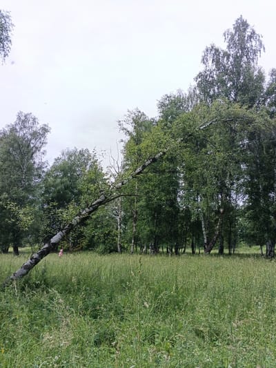The image depicts a natural scene, likely in a park or wooded area, with a focus on vegetation and trees. A prominent element is a large, bent tree trunk that spans diagonally across the frame from the lower left towards the upper right. The tree is bare of leaves along its trunk, but foliage is visible on its branches. In the background, a dense collection of tall trees, predominantly birches with their characteristic white bark, forms a natural barrier. The ground is covered with a thick layer of tall, green grass, interspersed with wild flowers. The sky is overcast, suggesting a cloudy or potentially rainy day. A small, pink object, possibly a piece of clothing or a toy, is visible on the grass near the bent tree trunk. The overall impression is one of a serene, untamed natural landscape.