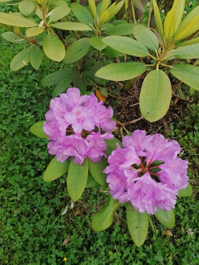 Two clusters of light purple rhododendron flowers are in focus in the foreground, with visible water droplets on their petals. These flowers are supported by thick green stems and leaves. The background consists of lush green grass with patches of clover. Behind the flowers and grass, a rhododendron bush with larger, darker green leaves and lighter green new growth is visible. The overall setting appears to be an outdoor garden or park, likely within the city of Stropi, Latvia, given the context. The image captures a moment of natural beauty, with no people or specific actions depicted, solely focusing on the flora.