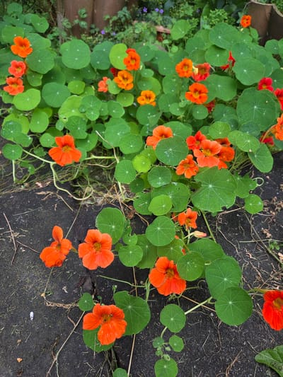 This is an eye-level, close-up shot of bright orange nasturtium flowers and their large, round, green leaves growing amongst dark soil and some dried grass. The flowers are in various stages of bloom, with some fully open and others still in bud. The leaves are distinctly round with visible vein patterns. The scene appears to be outdoors, with the dark soil suggesting a garden bed or the edge of a path. The lighting appears to be natural daylight, possibly late morning or early afternoon, as there are no harsh shadows. The overall impression is one of natural, vibrant growth. There are no people visible, and no text is present. The location context indicates this is likely a garden in Doneztebe / Santesteban, Spain.