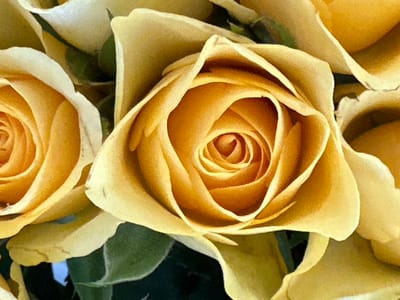 The media file is a close-up, macro photograph of yellow roses. The focus is on the intricate petal formations of the roses, with several blooms visible in varying states of opening. The lighting highlights the soft texture and warm tones of the petals. The background is a dark, muted green, likely foliage, which provides a strong contrast and makes the yellow roses stand out. There are no people or specific landmarks visible, suggesting this is a still life or nature close-up. The image conveys a sense of natural beauty and delicate artistry found in flowers. No text is present in the image. The location context of Moortown, Ireland, provides a general geographical setting but is not visually depicted in the image itself.