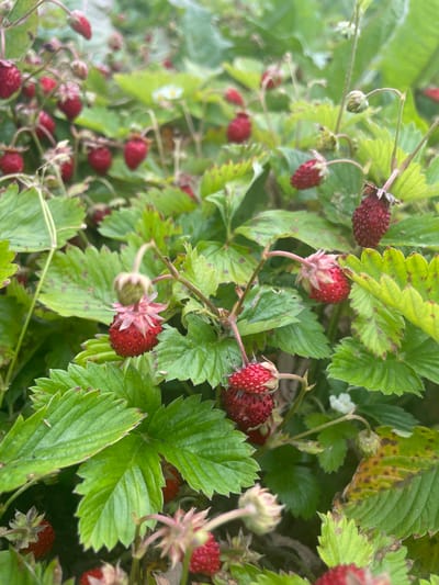 A close-up, eye-level shot captures a patch of wild strawberries amidst lush green foliage. The strawberries, ranging in color from deep red to a lighter pinkish-red, are mostly ripe and clustered on thin stems, some adorned with small green sepals. Their textured surfaces are clearly visible, with numerous tiny seeds dotting their exterior. Interspersed with the berries are the characteristic trifoliate leaves of the strawberry plant, some appearing healthy green, while others show signs of yellowing and browning, particularly around the edges, suggesting the natural progression of their life cycle. A few small, delicate white flowers with yellow centers are also present, indicating that the plants are in various stages of fruiting and flowering. The background is a soft blur of more greenery and foliage, creating a natural, outdoor setting that is not specific to any particular location within the city of Валки, Russia, or any other urban environment. The lighting appears natural, possibly overcast or diffused daylight, which minimizes harsh shadows and allows for the detail of the berries and leaves to be appreciated. There are no people, animals, or man-made objects visible in the frame.