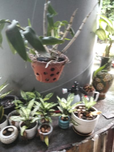 In Phú Sơn, Vietnam, an outdoor scene is captured, focusing on several potted plants. In the foreground, a group of plants in white and teal pots are arranged on a weathered surface that appears to be a table or ledge. The plants in the white pots have variegated green and white leaves, and the pots are filled with dark soil and small pebbles. One small teal pot contains a plant with dark green leaves. To the left, a white decorative pot with a textured pattern holds a few pebbles.

In the mid-ground, a large, hanging terracotta pot with drainage holes is filled with soil and what appears to be dried plant material. It contains thick, green stems and leaves. Next to it, a decorative vase with intricate patterns in greens and yellows stands tall. A white and silver spray bottle is also visible.

The background is dominated by a large, grey, cylindrical structure, possibly a water tank or pillar, which has a rough texture. To the right, more greenery is visible, suggesting a natural or garden setting. The overall lighting suggests it is daytime, and the scene appears to be somewhat damp, as if it has recently rained.