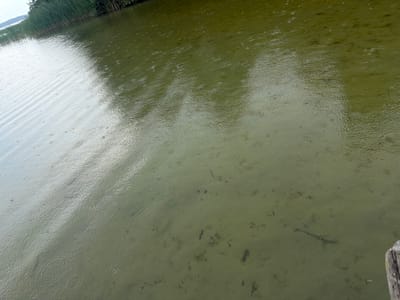 The image shows a body of water, likely a lake or pond, with ripples on the surface indicating it is raining. Tall reeds are visible along the left bank, and a wooden post is partially visible in the bottom right corner. The water is a murky green color, and some submerged objects or debris are visible on the bottom. The overall impression is a natural outdoor scene, possibly a park or recreational area, in Köhn, Germany.