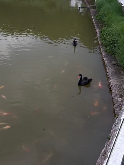 The scene is a top-down view of a pond in Jinhua, China. Two black swans with red beaks swim in the murky water. Numerous koi fish are visible beneath the surface. The pond is bordered by concrete edges. One side has grass and vegetation growing along the edge. A metal structure is seen near the edge of the pond.
