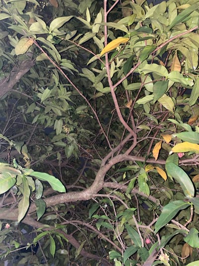 This image captures a close-up, low-angle view of a dense tree canopy at night, likely within the city of Banjarmasin, Indonesia, given the provided context. The scene is dominated by numerous dark green, elongated leaves and thin, reddish-brown branches. Some leaves are yellowing, suggesting the change of seasons or natural aging. Small clusters of tiny, light-colored flowers are visible amongst the foliage. The overall impression is one of lush vegetation. In the lower right and center portions of the image, a few small, pinkish-red fruits, possibly berries or small drupes, are present, hanging from the branches. The lighting suggests artificial light sources, creating shadows and highlighting certain areas of the leaves and branches, while leaving others in darkness. No people or animals are visible in the frame.