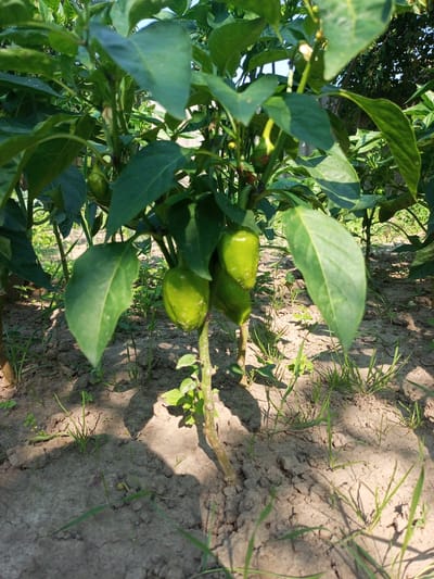 In a garden located in Хальчанскі сельскі Савет, Belarus, a pepper plant is pictured. The plant has several green peppers, some in focus and others blurred. The plant is growing in dry, cracked soil with sparse blades of grass. Sunlight casts shadows from the plant onto the ground. The background is filled with foliage, suggesting a natural, outdoor setting. There are no people or animals visible in the image.