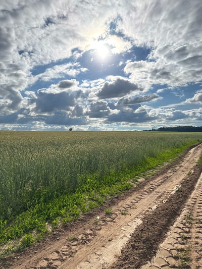 The image depicts a rural landscape in Verkhne-Pozim', Russia. A vast field of green crops, likely wheat or barley, dominates the middle ground. A dirt track, showing distinct tire treads and disturbed soil, runs diagonally from the lower right corner into the distance. To the left of the track, a strip of green grass and small plants borders the crop field. In the far distance, a line of trees forms the horizon, with a single, solitary tree visible in the middle of the field. The sky is filled with dramatic, partly cloudy formations, with the sun shining brightly through a gap in the clouds, casting rays of light. The overall impression is one of a natural, agricultural setting under a dynamic sky. No people are visible in the image.
