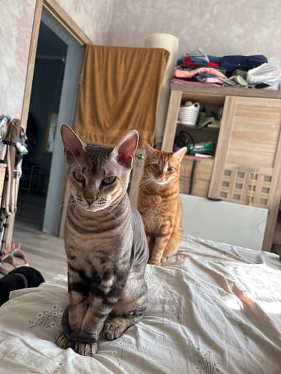 Two domestic cats are positioned on a bed with a light-colored, floral-patterned duvet. In the foreground, a tabby cat with distinctive grey and brown stripes sits facing forward with its tail wrapped around its paws. To the right and slightly behind the tabby cat, an orange tabby cat is also seated and looking towards the camera. The background reveals a domestic interior, with a wooden cabinet filled with clothing and household items, a brown towel draped on a wall, and a doorway leading to another room. The overall scene suggests a casual indoor setting. This scene is not located in the city of Natukhayevskaya, Russia; it is an indoor photograph.