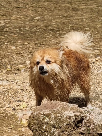 In the city of Anna, Spain, a wet Pomeranian dog stands on a rocky, sandy shore. The dog, a reddish-brown color, has its fur matted and clinging to its body from being wet. Its tail is bushy and white, held high and fanned out. The dog's expression is alert, with its mouth slightly open. The background consists of shallow, clear water flowing over a bed of pebbles and larger rocks. A large, textured rock is positioned in the foreground, partially obscuring the dog's legs. The scene is illuminated by bright sunlight, creating distinct shadows.
