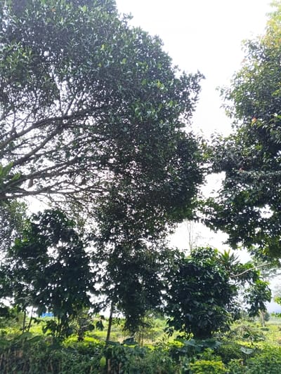 The scene depicts a dense, verdant natural environment under a bright, overcast sky, located in Palayan, Philippines. The image is dominated by various shades of green foliage from multiple trees and plants.
In the upper two-thirds of the frame, the canopy and intertwining branches of large, mature trees are visible against a diffused bright white sky. The branches, some appearing gnarled and possibly covered with lichen or moss, are silhouetted, allowing patches of sky to show through the dense leaf cover. The leaves are predominantly dark green.
The lower third of the image features a thick layer of undergrowth, smaller trees, and bushy plants with varying leaf shapes and shades of green. In the lower-left quadrant, a single, elongated green object resembling a fruit or pod is partially visible among the foliage. A faint, distant blue object, possibly a tarp or structure, is partially obscured by vegetation in the mid-ground on the left side.
The background, particularly on the right side, reveals a hazy, undulating landscape, likely hills or distant mountains, softly outlined against the lighter sky. No human subjects, animals, or specific man-made structures are discernible within the frame. The scene is static, devoid of explicit actions or interactions. The environment suggests a lush, tropical, and potentially rural or undeveloped area.