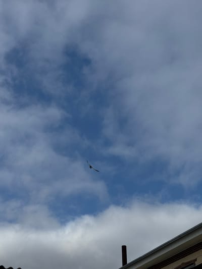 A daytime shot shows a partly cloudy sky with patches of blue. A single bird with outstretched wings is flying in the center of the frame. In the upper right corner, a section of a building is visible, featuring a dark horizontal beam protruding from the side. The building itself appears to be light-colored.