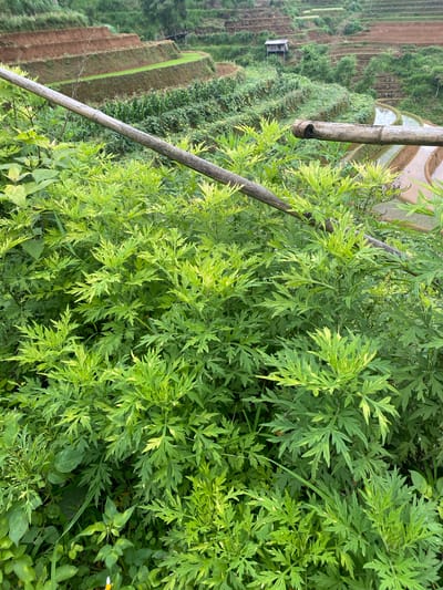 This detailed description pertains to an image captured in Dế Xu Phình, Vietnam, depicting an agricultural landscape.

In the foreground, a dense thicket of vibrant green foliage dominates the lower half of the frame. The primary plant species features deeply lobed, pinnately compound leaves, with newer growth often exhibiting lighter green or yellowish variegation. Interspersed are a few plants with broader, less dissected leaves. Two weathered bamboo poles, likely part of a railing or support structure, traverse the mid-ground diagonally. The upper pole extends from the left to the right, displaying a light grey-brown color and distinct nodes, while a shorter segment of a similar pole is visible on the far right.

The background reveals an expansive system of agricultural terraces carved into a mountainous or hilly terrain. On the left side, several tiers of dry-land terraces are visible, some presenting as bare, reddish-brown earth, while others are cultivated with dense green crops, possibly corn or other cereals, appearing in neat rows further up the slope. A small, simple wooden shelter with a light-colored roof is situated on a higher terrace in the upper-midground. On the right side of the background, an intricate pattern of flooded rice paddies is clearly visible, with water reflecting the overcast sky and forming serpentine pathways between the earthen walls of the terraces. Additional bare earth terraces and forested sections are present further up the slopes. No individuals or animals are visible in the scene, and no specific actions or interactions are occurring. The lighting is diffused, suggesting either an overcast day or an early morning/late afternoon time, with soft illumination across the entire landscape.
