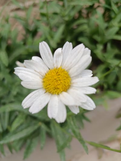 A close-up, eye-level, outdoor shot shows a white daisy with a bright yellow center. The flower is in focus and fills most of the frame, with its petals gently unfurling. The background is blurred, showing green foliage and a hint of a light-colored surface, possibly a path or pavement. There is no visible human presence or activity. The scene is likely located in Gulbakhor, Uzbekistan, given the provided context.