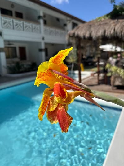 The scene depicts a close-up of a tropical flower, characterized by bright yellow petals heavily speckled with orange and red markings, and a green stem, positioned in the foreground. The flower extends from the right side of the frame, arching slightly downwards and to the left, partially over a swimming pool. The pool contains clear, light blue water with discernible surface ripples and small, dark specks, possibly organic debris, floating. A white pool coping or deck edge is visible in the lower right foreground. In the background, on the left, is a multi-story white building with brown rooflines, featuring balconies with white, patterned railings and dark-framed windows and doors, indicative of a resort or hotel. To the right background, a traditional-style thatched-roof hut or gazebo is partially visible, blurred, along with indistinct green foliage and other resort elements. The sky above is clear blue with sparse white clouds, suggesting daylight conditions. No individuals are present. This location is in Panglao, Philippines.