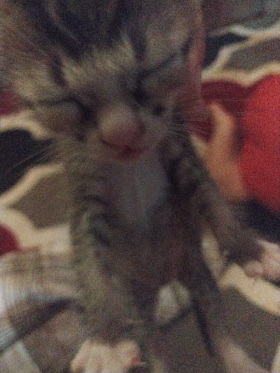 The image is a very grainy, low-resolution close-up of a kitten. The kitten is primarily gray and black with tabby markings. Its eyes are partially closed, and its mouth is slightly open, revealing a pink tongue and what appears to be a small tooth. The kitten is standing, with its paws visible. The background is blurry and appears to be a patterned fabric, possibly a blanket or bedspread, with colors including red, beige, and dark brown. There is no indication of a location in Labissa, Indonesia.