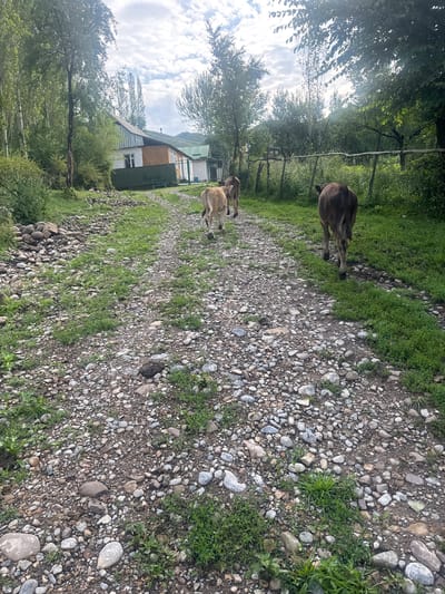 In Kashka-Suu, Kyrgyzstan, a dirt road is covered in pebbles and scattered green grass. A white and orange house with a green roof sits to the left of the road, surrounded by trees. Three calves are walking away from the camera down the road, two lighter in color and one dark brown. A rustic wooden fence runs along the right side of the road. The sky is cloudy and a mix of blue and white.