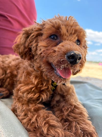 A close-up, eye-level shot shows a small, fluffy, reddish-brown dog lying on a light green surface, possibly a towel or blanket, outdoors. The dog's fur is matted with sand, particularly around its muzzle and snout, and it appears to be panting with its pink tongue hanging out. The dog is wearing a dark collar with a yellow floral pattern. In the background, a person's lap, covered by a draped pink fabric, is visible. Beyond that, a sandy beach stretches out under a bright blue sky with scattered white clouds. The scene suggests a sunny day at the beach in Πόρτες, Greece.