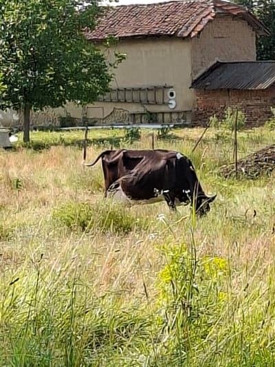 In Petkovo, Bulgaria, a black and white cow is grazing in a grassy field. The cow is facing to the right and appears to be eating grass. In the background, there is a small, rustic house with a red tile roof and a brick extension. A ladder is leaning against the side of the house, and a tree is visible to the left of the house. The overall scene depicts a rural setting in Bulgaria.