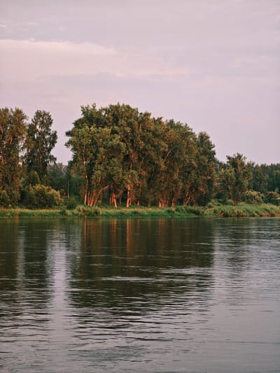 The image depicts a serene river scene on the outskirts of Maloe Nakhval'skoe, Russia. A dense line of trees, primarily deciduous with some coniferous species, forms the backdrop along the riverbank. The trees are lush with green foliage, and some of the tree trunks are visible, illuminated by the soft light of what appears to be late afternoon or early evening. The river itself occupies the foreground, its surface rippled, reflecting the colors of the sky and the trees on the bank in muted tones of green, brown, and purple. The sky above is a pale, dusty pink, with wispy clouds suggesting a gentle, possibly overcast, sky. There are no people or man-made structures visible in the frame, emphasizing the natural and tranquil environment. The overall impression is one of natural beauty and stillness.