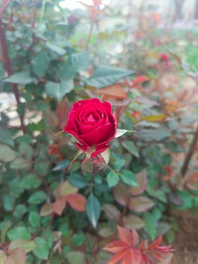 A single, deep red rosebud is prominently centered in a close-up, vertically oriented image depicting an outdoor garden scene in Mosul, Iraq. The rosebud, approximately 5 cm in diameter, exhibits numerous tightly furled crimson petals and green sepals at its base. It is surrounded by blurred rose foliage, characterized by various shades of green and reddish-brown leaves and stems, creating a shallow depth of field. No individuals, animals, or observable actions are present within the frame. The scene is illuminated by natural, diffused daylight.