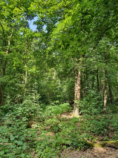 This is a vertical, eye-level photograph of a dense deciduous forest. The sunlight filters through the canopy, creating dappled light and shadows on the forest floor. The ground is covered in fallen leaves and green undergrowth, with several fallen logs visible, some of which are covered in moss. The trees are tall and slender, with thick green foliage. The overall impression is one of a serene and natural environment. This forest is located in Falkensee, Germany. There are no people or animals visible in the image.