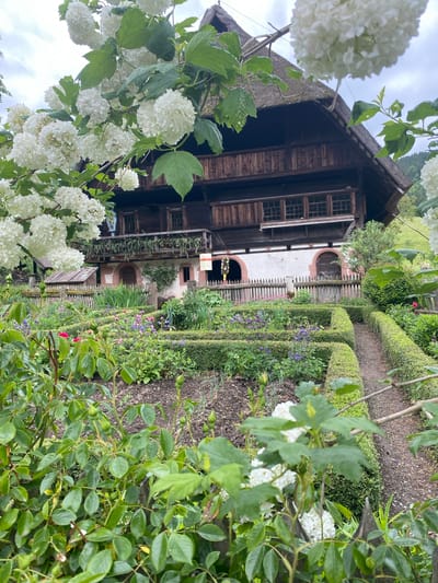 The image captures a traditional German farmhouse and garden in Gutach, Germany. The farmhouse has a dark wooden exterior with a thatched roof. Windows are visible, and there's a white wall with a brown archway. The garden features meticulously trimmed hedges forming a path. Flowers, including white hydrangeas, are prominent in the foreground, partially obscuring the view of the farmhouse. A fence borders the flower beds, and the ground is covered in dark soil. The sky is overcast. No people are visible.