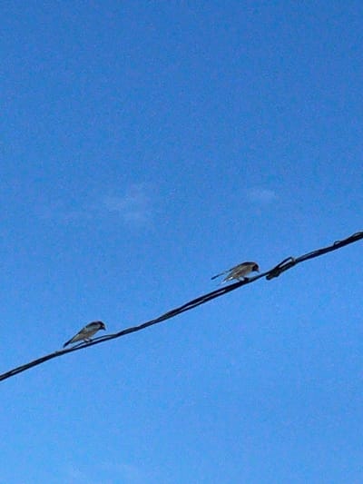 Two small birds perch on a dark power line against a clear blue sky. The birds are facing left and right respectively. The power line is angled from the bottom left to the top right of the frame. This scene was captured in Kungrad, Uzbekistan.