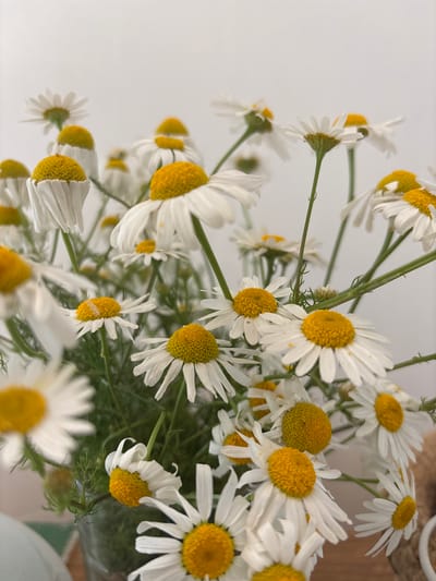 This is a close-up, vertically oriented photograph of a bouquet of daisies. The daisies are the primary subject, with their white petals and yellow centers filling the frame. The background is a soft, out-of-focus white, suggesting an indoor setting with ample light. Some of the daisy stems and green foliage are visible, adding a natural element to the composition. The lighting appears to be soft and diffused, possibly natural light coming from a window. There are no people or text visible in the image. The overall mood is serene and natural. The daisies are arranged in a loose bouquet, and some appear to be slightly wilted, indicating they may have been recently picked or have been in the bouquet for some time. The focus is on the texture and delicate details of the flowers.