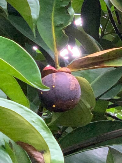 A close-up, slightly blurry, vertical shot shows a single, dark purple mangosteen fruit hanging among lush green leaves. The fruit has a few small, bright yellow dots and a small reddish-pink cap on top. The background is filled with leaves in various shades of green, with some sunlight glinting through. The image appears to be taken outdoors in a natural setting, possibly a fruit orchard or garden, given the presence of the fruit and foliage. The location is identified as Mae Chan District, Thailand, a region known for its tropical climate and fruit cultivation.