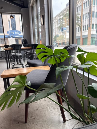 A close-up interior shot showcases a plant with large, split leaves in the foreground, positioned next to a dark gray upholstered chair. The chair has wooden legs and is placed near a wooden table with a metal frame. In the background, through a large window, a street scene in Long Beach, California, is visible. The street features brick buildings with white accents, palm trees, and a "6th St" street sign. A blue "Rite Aid Foodmart" sign is also visible through the window, indicating the general vicinity of the establishment. The overall ambiance suggests a cafe or restaurant setting with a modern, urban aesthetic.
