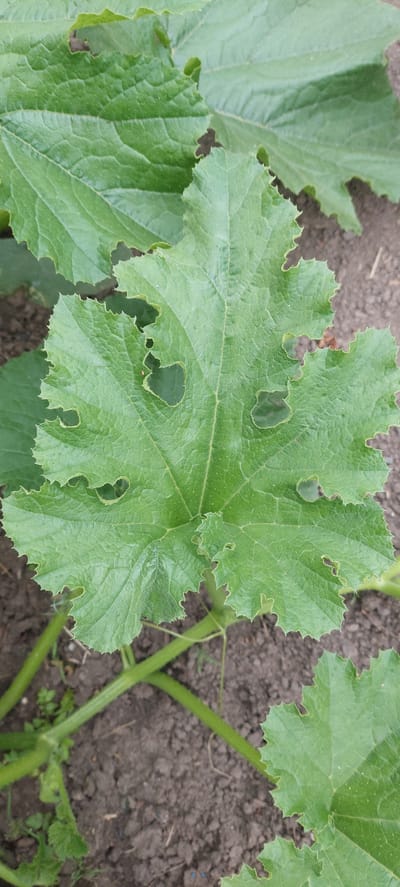 A close-up shot focuses on a large, green zucchini leaf with several holes and irregular edges, indicating insect damage. The leaf has prominent veins and a slightly textured surface. The background consists of dark soil and parts of other green leaves and stems, suggesting it's a plant in a garden or field. No people or animals are visible. The image was taken in Vichuga, Russia.
