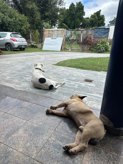 This image depicts an outdoor residential scene in El Hueco, Argentina. In the foreground, a fawn-colored dog is lying on its left side on dark gray, granite-effect tiles, with its hindquarters positioned near a dark cylindrical pillar on the right. Further back, a white dog with distinct black spots is lying on its left side on lighter gray rectangular pavers, facing away from the camera. A metal drain cover is visible in the lighter paved area between the dogs. To the left, a silver hatchback car is parked on the paved surface. The background consists of a perimeter wall or fence constructed from various materials including wooden pallets, metal grids, and blue tarpaulins, interspersed with green and reddish foliage. Numerous trees are visible behind this structure, under an overcast sky.