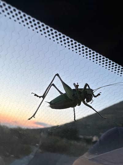 A large, green grasshopper is clinging to a window, seen from the inside, with its silhouette prominent against a light blue sky. The sky displays a gradient from pale orange and pink near the horizon to a lighter blue above, suggesting either sunrise or sunset. The window has a textured pattern of fine, wavy lines and a band of black dots along the top edge, which appears to be a part of the car's interior. The grasshopper is positioned in the lower center of the frame, its long legs extended and its antennae prominent. The background beyond the window shows a dark, blurry landscape of hills or mountains. The location is specified as Donji Katun, Montenegro.