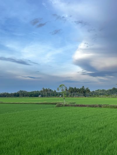 A wide-angle, vertical shot captures a lush green rice paddy field under a dynamic sky. The foreground is dominated by the vibrant green of the rice stalks, stretching to the horizon. A low, dark embankment with sparse vegetation separates the immediate foreground from the middle ground. In the middle ground, the rice paddy continues, interrupted by a single, slender tree with a sparse canopy and a light-colored pole. Further back, a dense line of tall palm trees forms a backdrop, interspersed with smaller trees and vegetation that climb up rolling hills. A small, light-colored building with a dark roof is nestled amongst the trees on the left side of the frame. The sky above is a blend of soft blues and dramatic, grey-white clouds, with the clouds forming a particularly striking, billowy mass on the right side of the image. The scene appears tranquil and rural, indicative of a farming landscape.