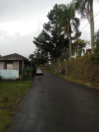 A narrow asphalt road winds between a weathered building and a vegetation-covered slope. A silver car is parked along the road, adding a touch of modernity to the rustic scene. Tall trees, including pines and palms, tower above, their branches reaching for the overcast sky. Power lines crisscross overhead, hinting at human presence in this natural setting. The scene is serene, with a hint of rural charm.