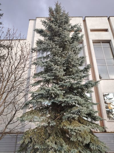 An outdoor, eye-level shot captured in Yanaul, Russia, prominently features a tall, conical blue spruce tree (Picea pungens) positioned centrally and dominating the foreground. The tree's dense foliage exhibits a distinct blue-green hue, with some lower branches displaying a more muted, brownish-green coloration.
To the left of the spruce, a deciduous tree with slender, bare branches stands against a building, suggesting late autumn, winter, or early spring. The background is occupied by a modern-style building with a textured white facade. It features large, dark-paned rectangular windows that reflect the overcast sky and the surrounding trees, including the spruce. The building's architecture is characterized by strong vertical and horizontal lines, with some recessed panels or elements appearing in a beige tone.
The scene is lit by soft, diffused daylight, indicative of an overcast sky, which casts subtle shadows on the building's textured surface. A gray, horizontally paneled structure or fence is visible at the very bottom of the frame, partially obscured by the spruce tree. There are no people or specific activities depicted, and no visible text. The overall impression is one of a quiet, somewhat minimalist urban or suburban landscape.