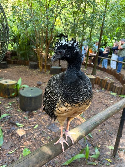 This media file shows a bird, likely a southern screamer due to its crest and coloring, standing on a wooden beam. The bird has black and white markings on its head and neck, with a tan body and black and white striped feathers. Its feet are visible, with one foot wearing a purple band. The bird is in an outdoor setting, with a lush green forest in the background and a dirt path covered in leaves and twigs. Several people are visible in the background, walking on a wooden walkway or structure. The scene appears to be during the daytime, with natural lighting filtering through the trees. The atmosphere seems relaxed and educational, possibly at a zoo or wildlife sanctuary in Foz do Iguaçu, Brazil. There is no visible text in the image.