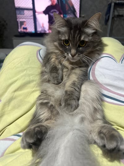 A long-haired grey tabby cat is lying on a yellow blanket with heart designs. The cat's paws are splayed out, and its tail is fluffy. In the background, a television screen shows blurry images of people. The scene appears to be indoors, likely in a residential setting in Rybinsk, Russia.