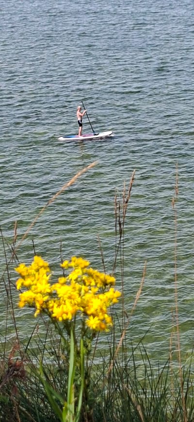 A person is paddleboarding on a calm body of water, possibly a lake or bay. The person, who appears to be male, is standing on a paddleboard, holding a paddle. The water is greenish-blue and has small ripples. In the foreground, there are yellow flowers and tall grass. The scene suggests a natural outdoor setting. There is no visible indication of it being within the city of Panga, Estonia, nor does the image provide any specific urban elements.