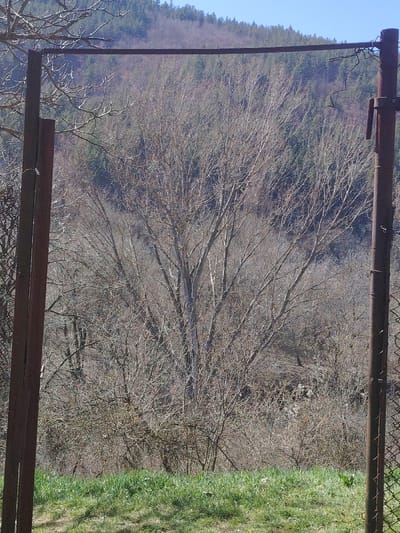 The image displays an outdoor scene in Vlado Trichkov, Bulgaria, viewed through a rusty metal gate frame. In the foreground, green grass covers the ground. Two vertical, rust-colored metal posts define the left and right edges of the frame, connected by a horizontal rust-colored metal crossbar at the top. The right post exhibits remnants of a chain-link fence attached to its interior side. Beyond the gate structure, the midground contains a dense arrangement of dormant deciduous trees and shrubs, characterized by numerous bare, leafless branches and light-colored trunks. In the background, a hillside rises, densely covered with trees; the lower sections show more bare deciduous trees, transitioning to a denser, darker canopy, likely coniferous, towards the top. A clear, bright blue sky is visible above the distant tree line. No individuals or animals are present in the scene.