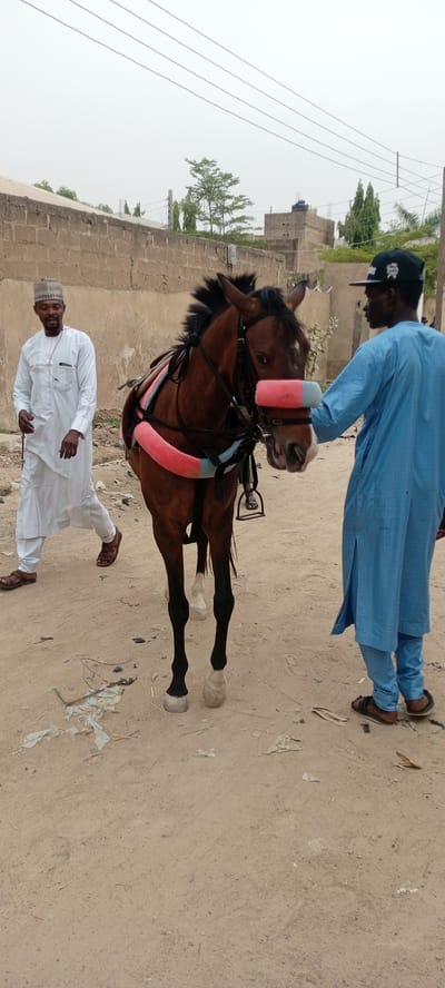 Two men stand with a brown horse in Goron Dutse, Nigeria. The horse is outfitted with red padding around its face and body. A man in a light blue robe and black baseball cap stands facing the horse, his hand near its face. Another man in a white robe and small cap walks on the left side of the image. The ground is sandy, and there is debris scattered. A cinder block wall is visible in the background, with a tree and buildings behind it. Power lines stretch across the sky.