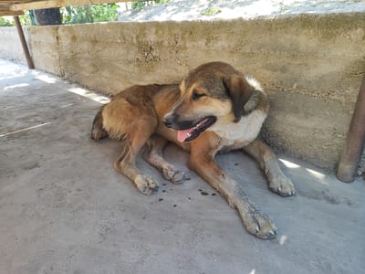 A tan and brown dog is lying on a concrete surface, panting with its tongue out. The dog is positioned in the shade, with sunlight casting shadows on the ground. Behind the dog is a rough concrete wall and a wooden structure. In the background, there are glimpses of greenery and vegetation. The scene appears to be outdoors, possibly in a yard or a sheltered outdoor area. There is no indication of the city of Sultonobod, Tajikistan, in the image itself.