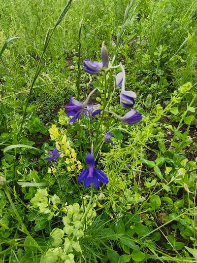 The image depicts a close-up view of a patch of wild flora, characterized by vibrant green foliage and interspersed with delicate purple and yellow flowers. The purple flowers, likely Larkspur (Delphinium species), feature prominent spurs and a bicolor pattern of deep violet and white on their petals. Yellow flowers, possibly from a species of Lysimachia or similar, are visible in smaller clusters. The environment appears to be a natural, untamed setting, suggesting a rural or undeveloped area. The ground is covered with dark soil and leaf litter, indicating a natural ground cover. The overall impression is one of lush, verdant growth, typical of a meadow or field during the blooming season. The location is identified as Dolzhikovo, Russia, implying a setting within this geographical area, likely a natural habitat within or near the settlement. There are no people or artificial objects visible in the scene.
