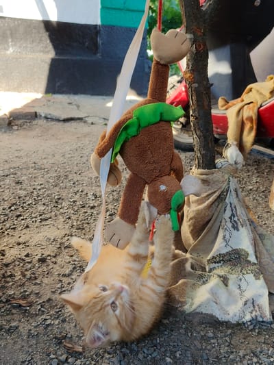 An orange tabby kitten is playing with a stuffed monkey toy in an outdoor setting. The kitten is lying on its back on a gravelly surface, with its paws extended upwards, batting at the monkey's hand. The monkey is hanging upside down from a branch, suspended by a white strap. It is wearing a green leafy collar. The scene is lit by natural sunlight, suggesting it is daytime. In the background, a wall painted with black and white stripes is visible. Part of a red vehicle and a patterned cloth are also in the background. The kitten appears playful and engaged. The overall impression is one of a pet enjoying playtime in a simple, outdoor environment in Poltavka, Ukraine. There is no visible text in the image.