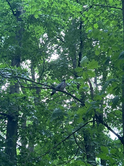 A pigeon is perched on a branch of a tree surrounded by lush green foliage. The sunlight filters through the leaves, creating a dappled effect on the scene. The image appears to be taken in a natural setting, possibly a park or a forest, within the city of Tczew, Poland, though no specific landmarks are visible to confirm this location. The pigeon is the sole subject in focus, with the dense greenery providing a natural backdrop.
