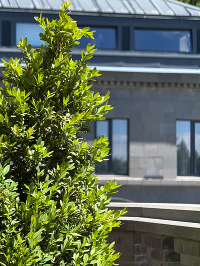 A bright, sunny day is depicted in this image, focusing on the lush green foliage of a dense bush in the foreground. The bush's leaves are illuminated by the sun, creating a vibrant green hue and casting subtle shadows. Behind the bush, a modern building with a gray stone facade is visible. The building features a dark, sloped roof and several long, horizontal windows that reflect the blue sky and surrounding trees. A stone railing or ledge, also appearing to be made of gray stone, is situated in front of the building and below the bush, adding a textural element to the scene. This architectural setting suggests it could be part of a park, a hotel, or a residential complex. The image appears to be taken outdoors in a well-maintained environment, possibly within the city of Jermuk, Armenia, known for its spa resorts and natural springs, which often feature similar landscaping and modern architecture. There are no people or animals visible in the image.