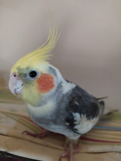 A cockatiel is perched on a striped fabric surface. The bird has a crest of yellow feathers on its head and a round orange patch on each cheek. Its body is a mix of gray, white, and yellow feathers. The bird's eye is dark and its beak is pale. The background is a soft, pale color. The fabric the bird is on has vertical stripes in shades of yellow, beige, red, and blue. The image appears to be taken indoors in daylight.